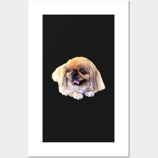 Pekingese Dog Posters and Art